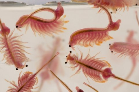 ۱۰ درصد آرتمیای دریاچه ارومیه ۹۰ درصد نیاز کشور را تامین می‌کند