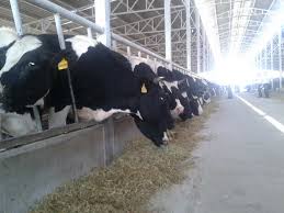 بیش از ۲ هزار راس دام در شهرستان ارومیه پلاک کوبی شده است