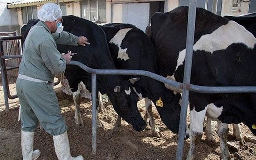 ارایه خدمات بهداشتی و درمانی رایگان به دامداران آذربایجانغربی در ایام دههفجر