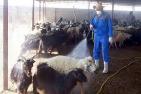 ۵۵ هزار راس دام سبک و سنگین علیه انگل های خارجی در آذربایجان غربی سمپاشی شد