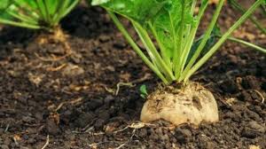 افزایش ۵۳ درصدی قیمت تضمینی خرید چغندرقند