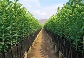تولید نهال‌های پایه‌رویشی در استان